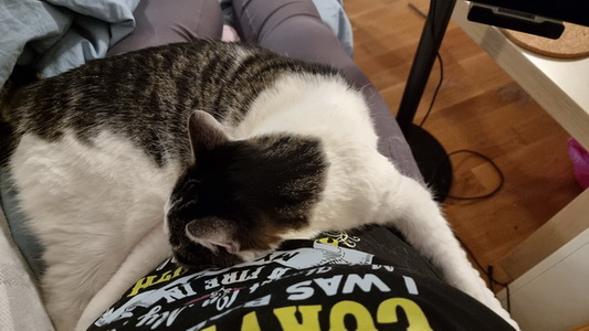 Hemma för vård av katt